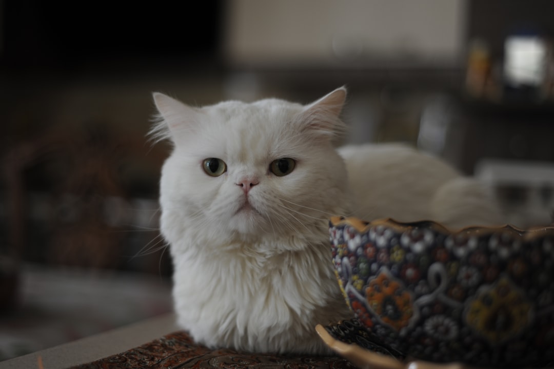 Numidia en haar vriend: het leven achter de schermen