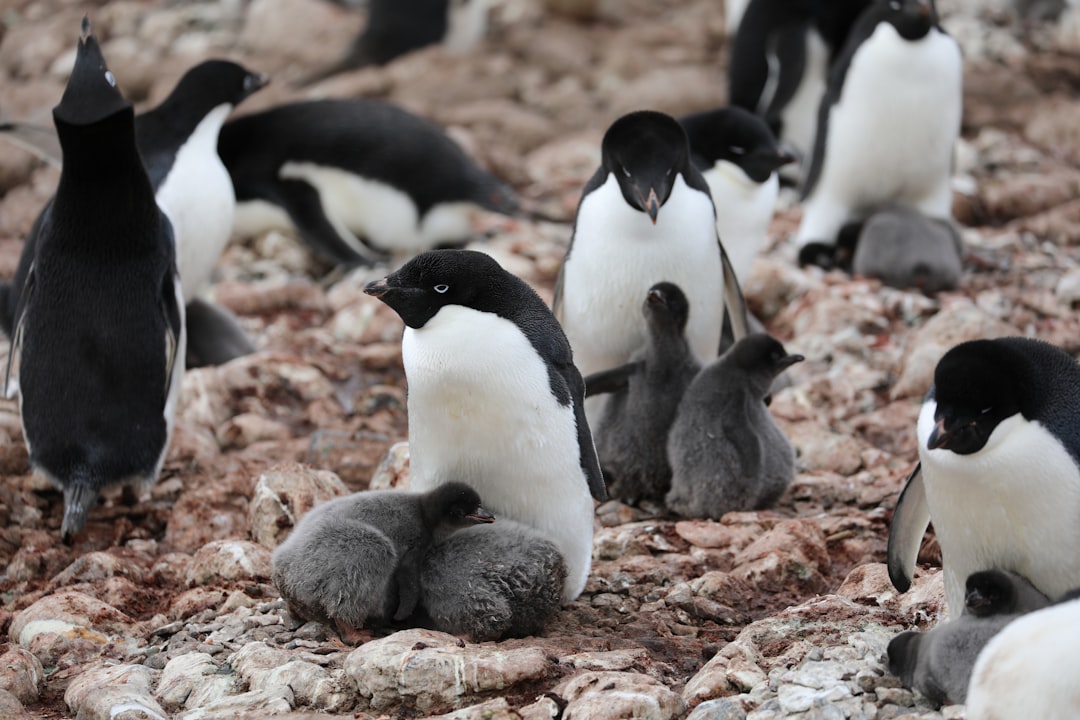 Waarom er geen gewone inwoners op Antarctica zijn